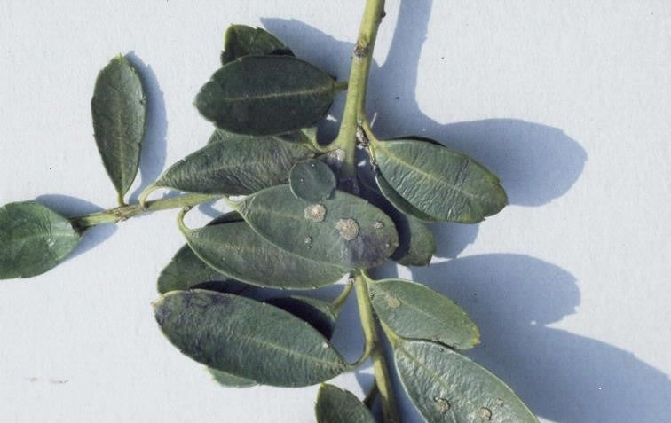 Yaupon leaves contain theobromine
